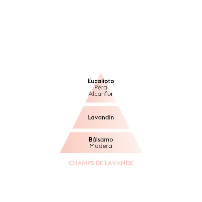 champs de lavande